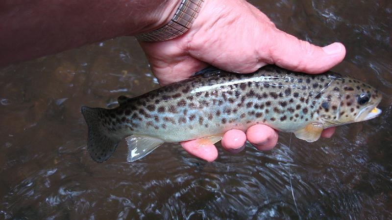 Stocked brown_1.JPG